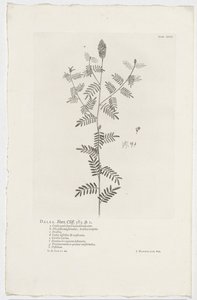 Dalea alopecuroides
Dalea. Hort. Cliff. 363. sp. 1 (título en el objeto) de Jan Wandelaar