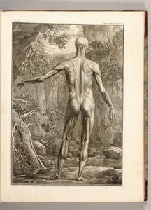 Grabado que representa los grupos musculares de la espalda, 1747 de Jan Wandelaar