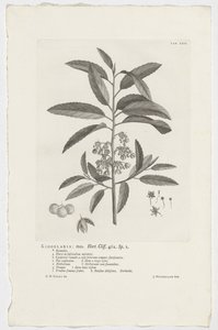 Kiggelaria africana
Kiggelaria: mas. Hort. Cliff. 462. sp. 1 (título en el objeto) de Jan Wandelaar