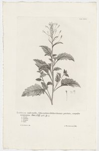 Lobelia cliffortiana
Lobelia caule erecto, foliis cordatis obsolete dentatis petiolatis, corymbo terminatrice. Hort. Cliff. 426. sp. 3 (título en el objeto) de Jan Wandelaar