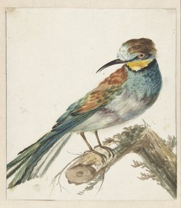 Abejaruco (Merops apiaster) de Jan Baptist Weenix