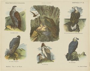 Aves de rapiña (título en el objeto)
Nuevos grabados infantiles holandeses (título de la serie en el objeto)
Grabados de Funke (título de la serie en el objeto) de Jan de Haan