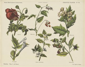 Plantas venenosas (título sobre objeto) Nuevos grabados infantiles holandeses (título de la serie en el objeto) Impresiones de Funke (título de la serie en el objeto) de Jan de Haan