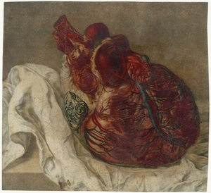 Huellas del cerebro y del corazón
Estudio anatómico de un corazón humano