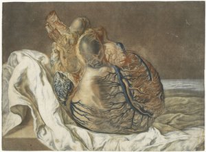 Huellas del cerebro y del corazón
Estudio anatómico de un corazón humano