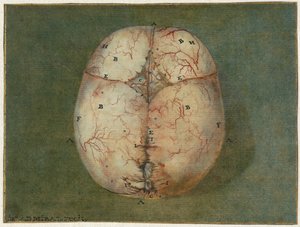 Huellas del cerebro y del corazón
Estudio anatómico del cráneo de un feto de Jan l