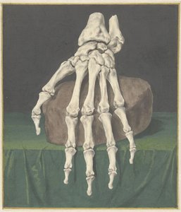 esqueleto de una mano