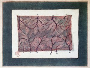 Nervio de la membrana intestinal, Ladmiral de Jan or Joannes Ladmiral