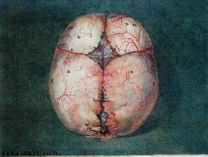 El cerebro, de 