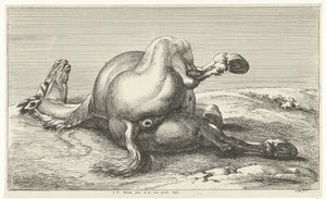 caballo caído Caballos muertos (título de la serie)