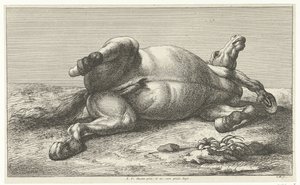 Caballo muerto acostado sobre su lado izquierdo Caballos muertos (título de la serie) de Jan van Huchtenburg