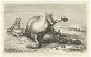 Caballo muerto visto desde atrás Caballos muertos (título de la serie)