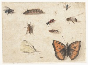 Hoja de estudios de nueve insectos de Jan van Kessel (I)