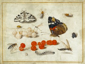 mariposa, oruga, polilla, insectos y grosellas, c.1650-65 (gouache e tinta sobre vitela) de Jan van Kessel the Elder