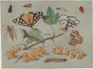 Estudio de mariposa e insectos de Jan van Kessel the Elder