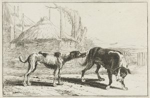 Hombre y mujer Animales (título de la serie) Zoographiam (título de la serie) de Jan van den Hecke