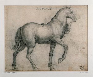 Estudio para un caballo de Jan van der Straet