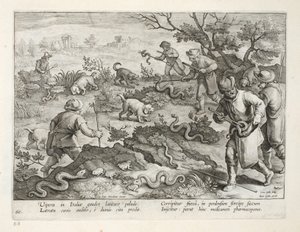 Víboras italianas comiendo sapos, lámina 60, ilustración de 