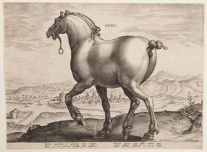 Un caballo sajón, del primer conjunto de "Equile Joannis Austriaci"