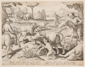 Caza de Búfalos, lámina 27 en la serie Venationes Ferarum, Avium, Piscium de Jan van der Straet, called Stradanus