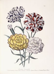 Una variedad de claveles