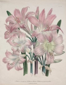 Lirio Belladona: Amaryllis belladonna