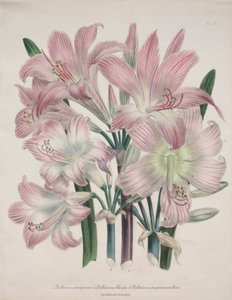 Lirio Belladona: Amaryllis belladonna