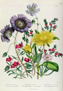 Calandrinia, lámina 18 de 