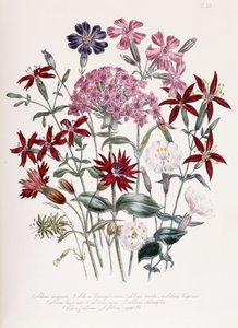 Silene de Jane Loudon