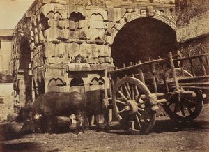 Carro de búfalos, Roma