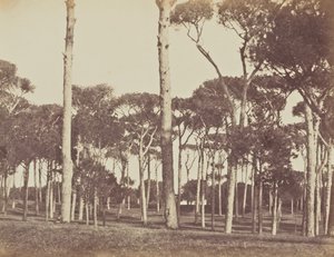 Pino piñonero, Villa Pamfili Doria, Roma de Jane Martha St. John