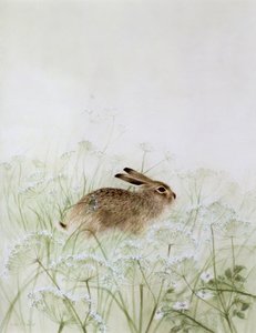 Conejo de Jane Neville