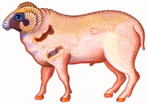 Aries el Carnero de Jane Tattersfield