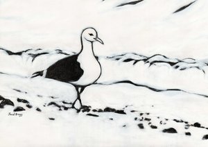 Gaviota de Washington Park, c.2017 (carboncillo y gesso sobre papel) de Janel Bragg