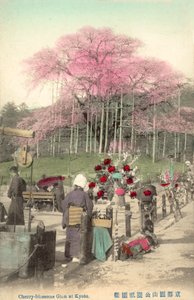 Flores de cerezo, Gion, Kioto, Japón de Japanese Photographer