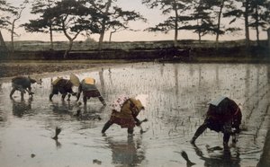 Cinco campesinos replantando arroz en un campo de arroz, 1890s de Japanese Photographer