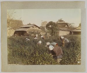 Recolección de té, Japón de Japanese Photographer