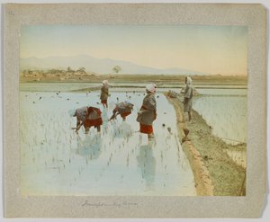 Trasplante de arroz, Japón de Japanese Photographer