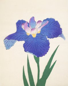 Aoi-Gata, no.30, 1898 de Japanese School