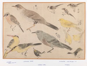 Pájaros en estilo Okyo