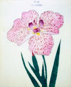 Ezo-Nishiki, no.41, 1898 de Japanese School