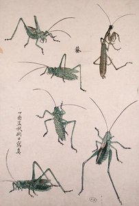 Saltamontes de Japanese School
