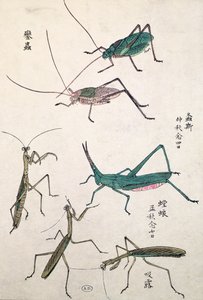 Saltamontes y mantis (grabado en madera a color) de Japanese School