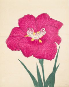 Kagari-Bi, No. 38, 1890 de Japanese School