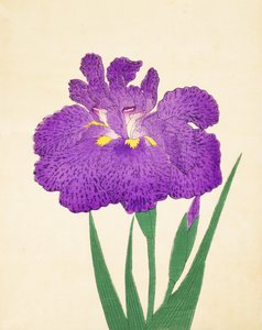 Nyo-Nishiki, no.11, 1898 de Japanese School