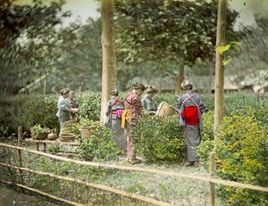 Recogiendo té, c.1880 de Japanese School