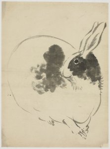 Conejo Manchado de Japanese School