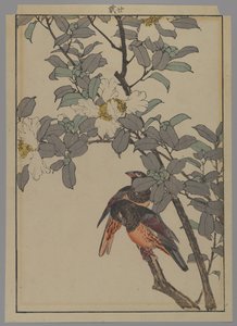 Dos pájaros con flores blancas, período Meiji, 1892 de Japanese School