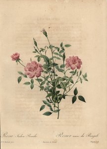 Rosa miniatura china rosa, Rosa chinensis de Jean Baptiste Chapuy