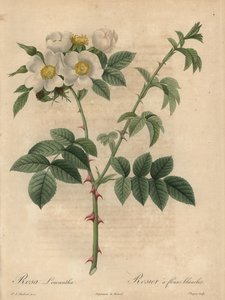 Rosa blanca, Rosa leucantha de Jean Baptiste Chapuy